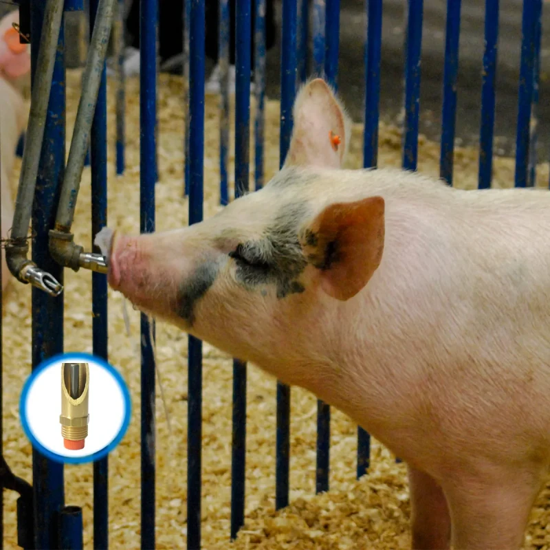 BEBEDOURO SUÍNO PORCO ADULTO MORDIDA CHUPETA LATÃO